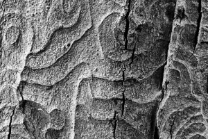 Jan Traylen Photography