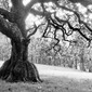 Tree of Mankind