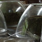 glassbowls