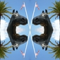 Horse, Palmyra & America