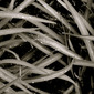 Untitled (Grasses)