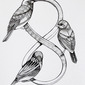 Birds of infinity