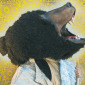 Bear in 18th Century Garb