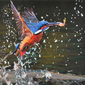 The Catch