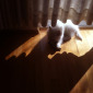 Loneliness of Our Furry Friend