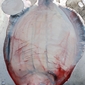 flatfish I