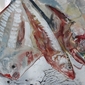 Flatfish IV