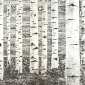 Robert Bink