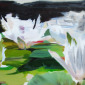 Water Lillies