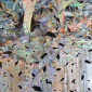 Reflection of Fall and Feathers