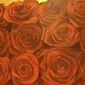 Red roses