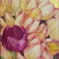 pink tulips