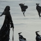 Mystery o the dance