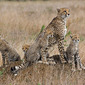 Cheetah Family