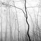 Tree in Fog