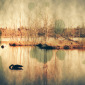 Goose on a Lake