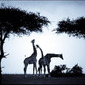 laurent baheux