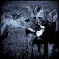 laurent baheux