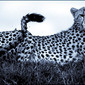 laurent baheux