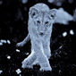 laurent baheux
