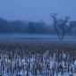 LS698010 Moonlight Serenity
