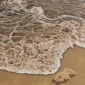 Biotope 0 8
