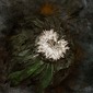 Wicked Flower