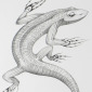 Lizard