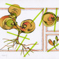 grass