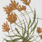 plant with flowers