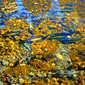 Autumnism 11
