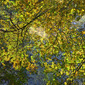 Autumnism 18