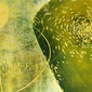 Mangoes 7