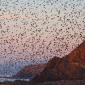 Starlings in Aberystwyth