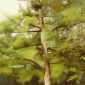 Big Pine