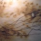 Threadscapes VII