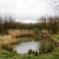 Playing III, Two Potatoes in Pond