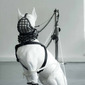 Tethered-(Dog husbandry)