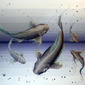 Feynman's Fish