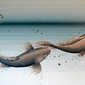 Scalar Field Fish