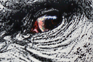 Gail Troth