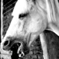 CAVALOS