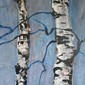 Birch trees