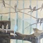 Blue birds