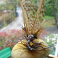 Faerie on Toadstool