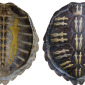 Shell of 28 Anastasias