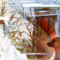 Whispers of winter, songs of spring