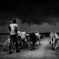 monsoon