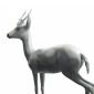 White Gazelle