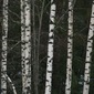 Birches